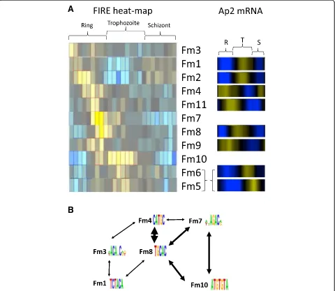 Figure 3 Temporal distribution of FIRE motif heat-maps and interaction networks for FM1determined from the motif interaction heat map produced for each group of sequences searched