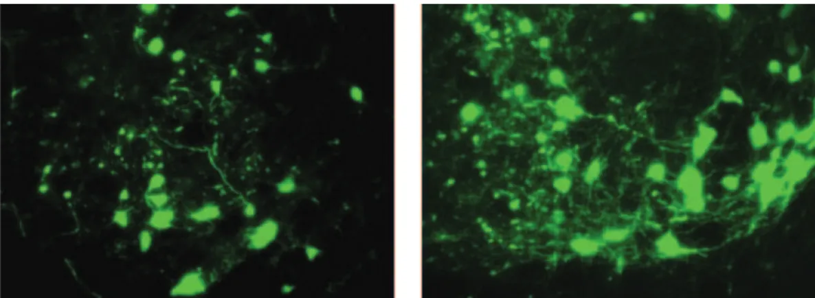 Figure 3. These are representative images of Cre-recombinase mediated eGFP expression in  CRF neurons of the VTA (20x magnification)