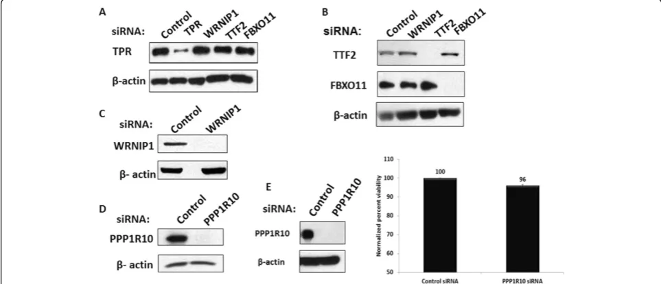 Table 1 Protein subunits of CCAPs depleted in this study