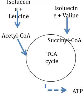 Figure 2  BCAAs are broken down to supplement the  TCA cycle as it increases in rate to generate more ATP  for the exercising body.