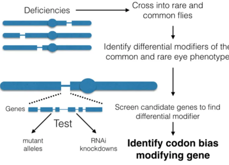Figure 2. Schematic of deficiency screen set up (adapted from Walker and Bernards, 2014).