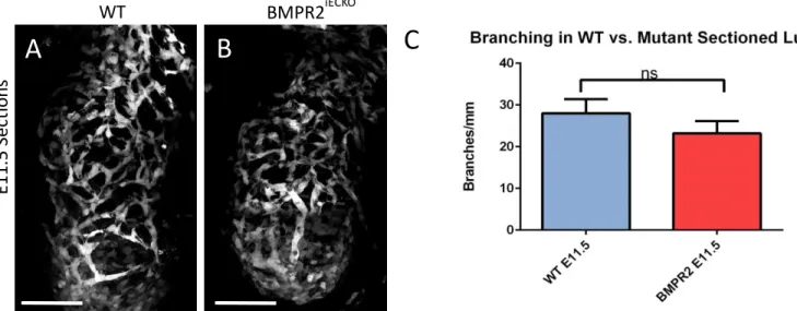 Figure 2. Branching increases in whole-mounted wild-type lungs as developmental stage  increases