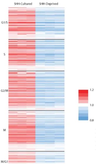 Figure 6. Relative gene expression of cell cycle markers in each phase of the cell cycle  normalized to the average for each gene for SHH-cultured and SHH-deprived CGNPs