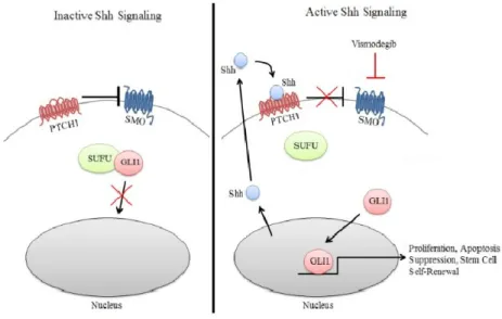 Figure 1. Visual representation of the SHH Pathway (adapted from Rimkus 2016).