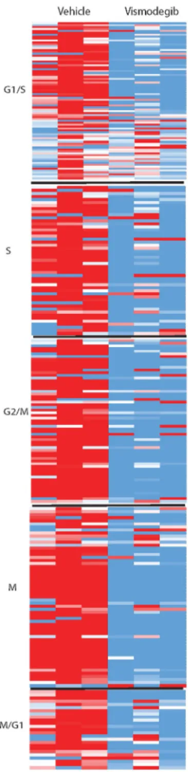 Figure 7. Relative gene expression of cell cycle markers in each phase of the cell cycle 
