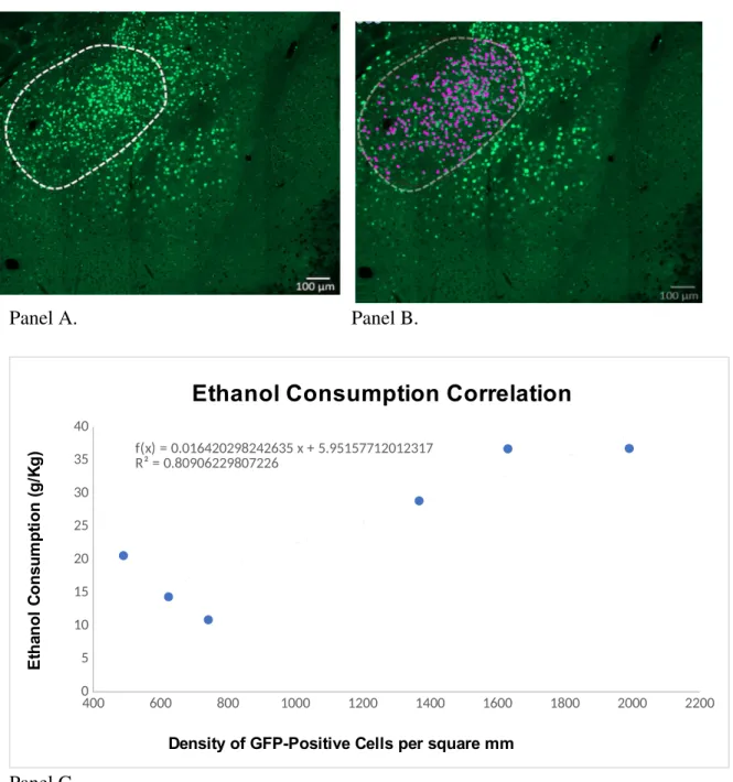 Figure 2. Ethanol Consumption Increases with Dynorphin Knockout as Defined by GFP- GFP-Positive Cell Density per square mm