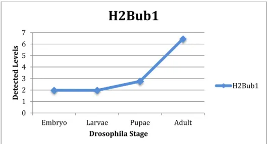 Figure 6. Quantified results of the H2Bub1 developmental western blot, with H3 levels  normalized and held constant throughout development