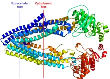 Figure 1. Crystallographic structure of mouse MDR3  protein  illustrating  the  tremendous  complexity  of  membrane transport proteins