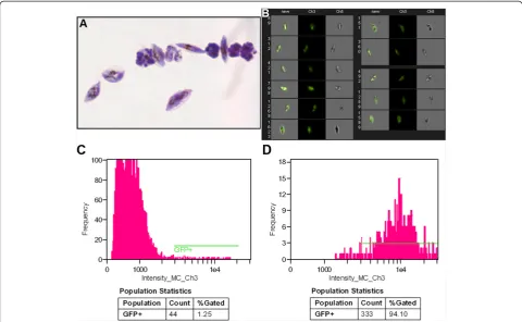 Table 1 Cytometric analysis of Plasmodium falciparum GFP+ gametocytes (line 164/GFP) before and after sorting   