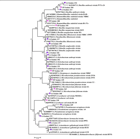 Fig. 4 Neighbor-joining dendrogram for partial 16S rDNA sequences of bacteria obtained from immature stages of Lutzomyia evansi collected inthe Ovejas municipality (Sucre Department, Colombia), based on the Kimura 2-parameter model