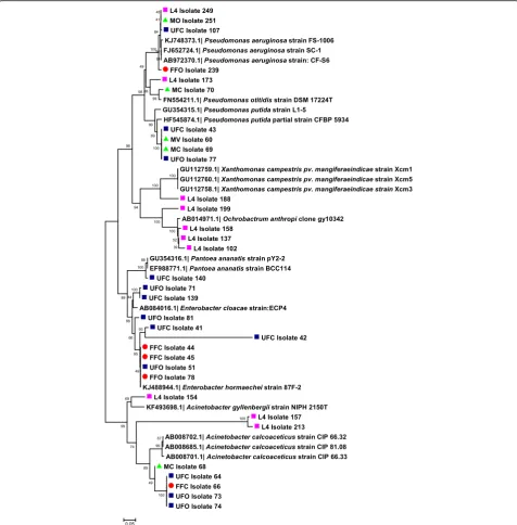 Fig. 5 Neighbor-joining dendrogram for gyrB gene sequences of bacteria obtained from adult and immature stages of Lutzomyia evansi collectedin the municipalities of Ovejas and Colosó (Sucre Department, Colombia), based on the Kimura 2-parameter model