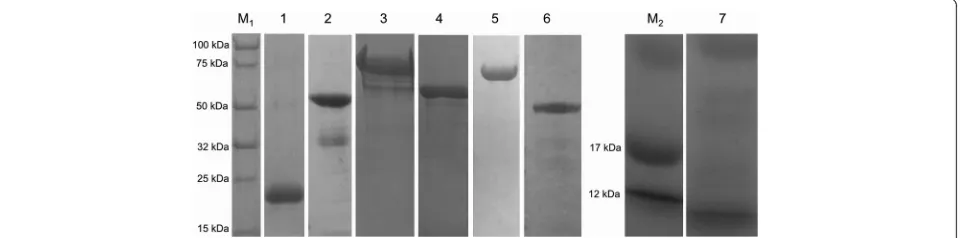 Fig. 1 Coomassie blue stained gel showing SDS-PAGE analysis of the purified recombinant antigens incorporated into the multivalent vaccine.M1, Protein Ladder; Lane 1, Histamine binding protein (male variant); Lane 2, Histamine binding protein (female variant 1); Lane 3, Histamine bindingprotein (female variant 2); Lane 4, TRP64 (truncated); Lane 5, TRP64 full length; Lane 6, Subolesin; Lane M2, Protein Ladder; Lane 7, p67C