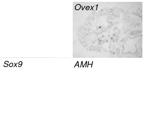 Figure 8Ovex1 Sox9 Effect of fadrozole treatment on female left gonad at E14expression in the Effect of fadrozole treatment on Ovex1 expression in the female left gonad at E14