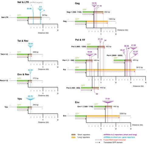 Figure 5shRNA target sites mapped to the 13 fluorescent reporterssites, fusion junctions and total reporter lengths