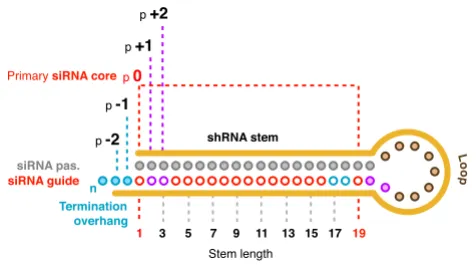 Figure 1Core placement and the surrounding nucleotidesCore placement and the surrounding nucleotides