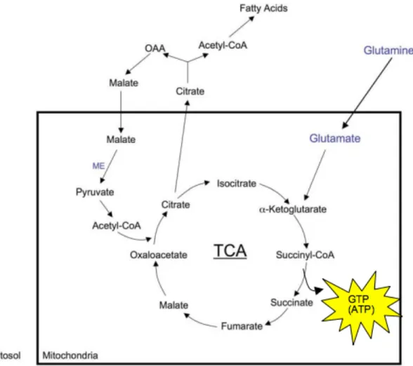Figure 2. ATP Production in TCA cycle using glutamine  
