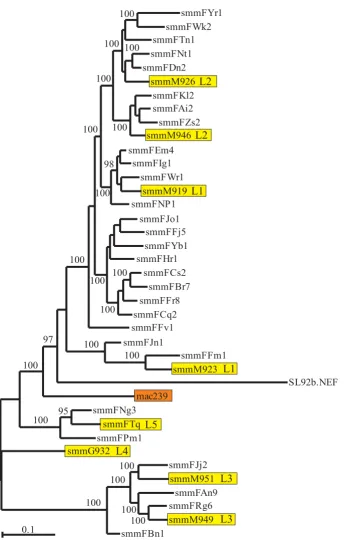 Figure 1Evolutionary relationships among HIV-2 and SIVsmm Nef sequencespresent study and the SIVmac239 Evolutionary relationships among HIV-2 and SIVsmm Nef sequences