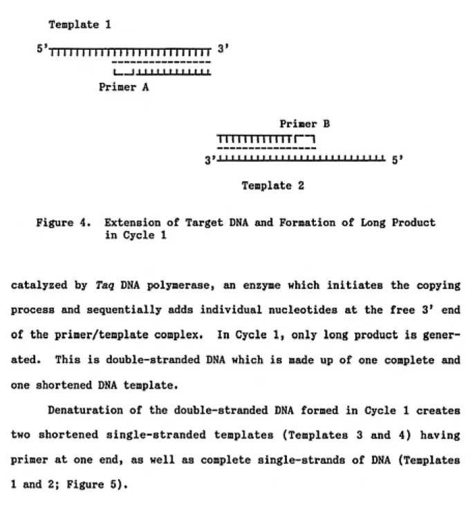 Figure 4. Extension of Target DNA and Formation of Long Product