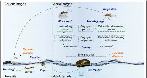 Fig. 3 Diagram of the generic model of mosquito population dynamics based on life-cycle inspired from Cailly et al