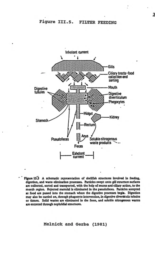 Figure III.5.  FILTER FEEDING