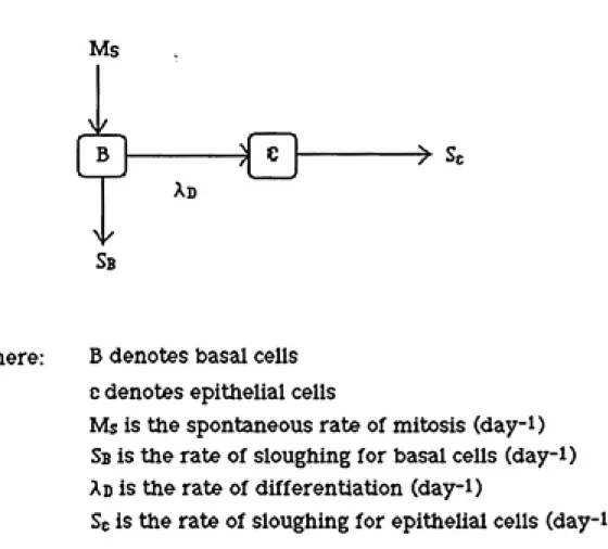 Figure 4   Model for Spontaneous Mitosis