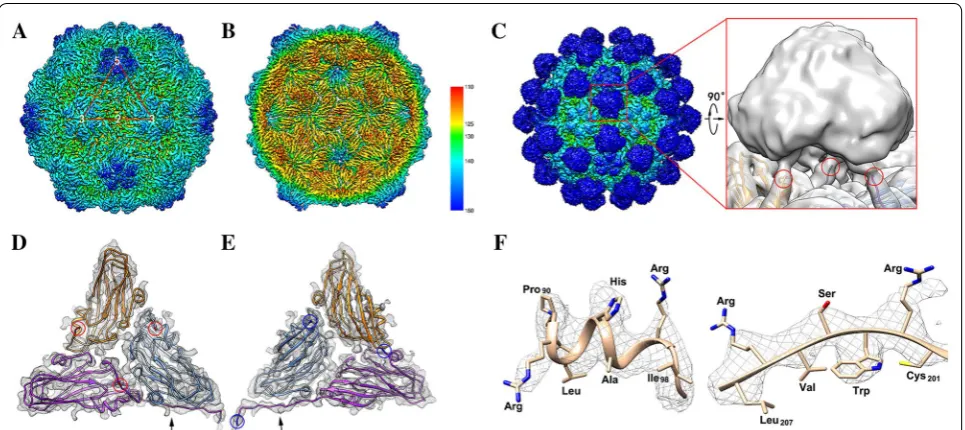Figure 1 Three dimensional structure of OGNNV VLP (RBS). A The outside view of the RBS capsid