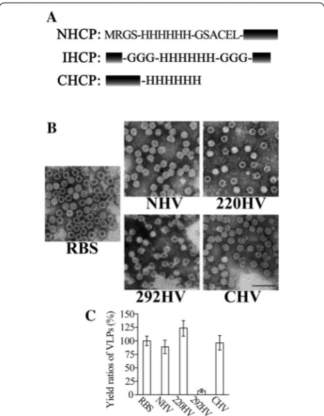 Figure 2 Prokaryotic expression of HV. A His-tag insertion design and the additional amino acid sequences