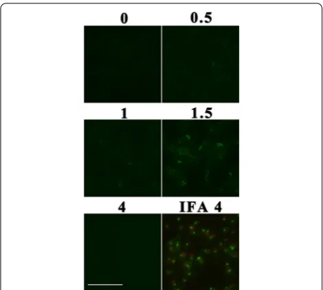 Figure 7 represent CP and the rectangle frames indicate GFP. was performed to detect the GFP display status of CGV and CGV was immune-labeled with 5 nm gold particles using mouse anti-GFP or GFP tagged VLP production and characterization