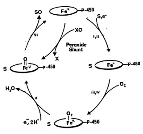 Fig. 7. An overview of the catalytic cycle of cytochrome P-450.
