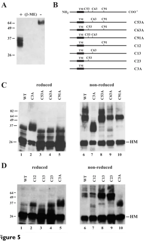 Figure 5cysteine-linked homo-dimerization of BST-2 is importantfor the inhibition of HIV-1 virus release