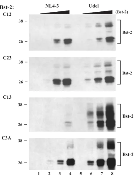 Figure 7releaseDimerization of BST-2 is important for inhibition of virus Dimerization of BST-2 is important for inhibition of virus release