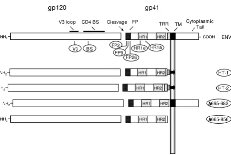 Figure 1Mutations in HIV-1 EnvMutations in HIV-1 Env. A schematic representation of HIV-1 Env
