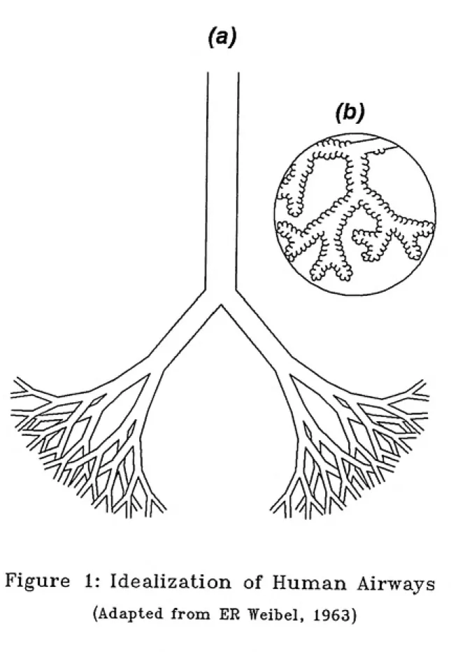 Figure   1: Idealization of Human Airways
