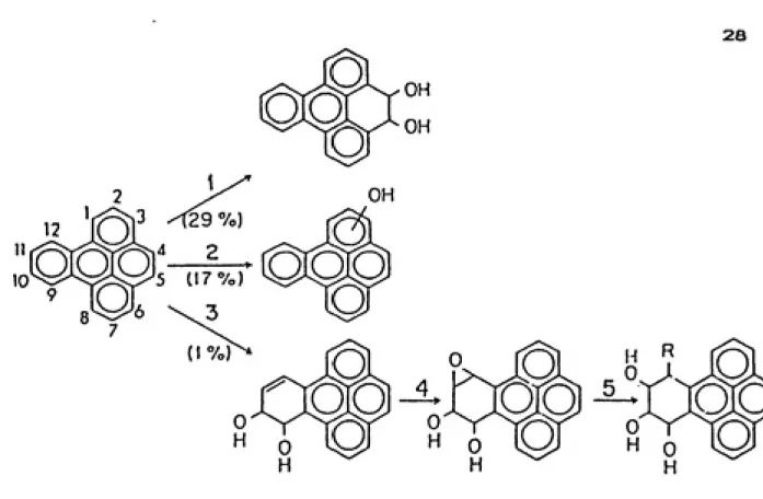 FIGURE 8:  BenzoCelpyrene predominantly forms the K-region dihydrodiol when incubated with methlycholanthrene induced hepatic microsomes; only a small amount, IX, of the