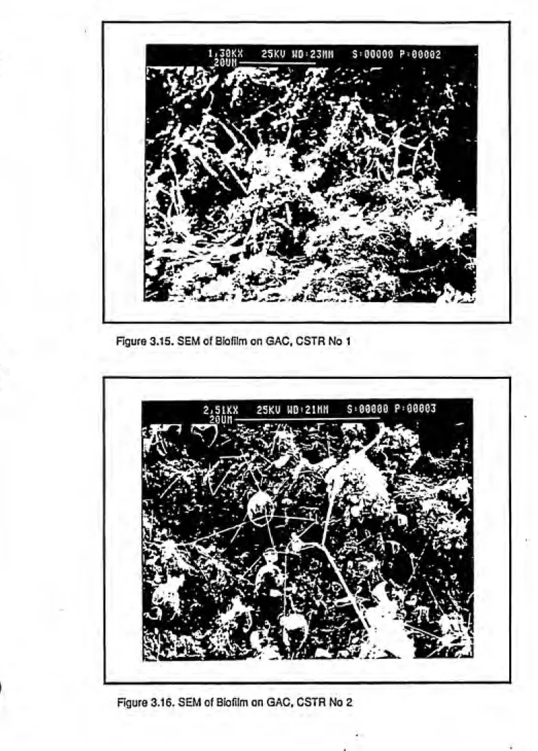 Figure 3.15. SEM of Biofiim on GAG, CSTR No 1