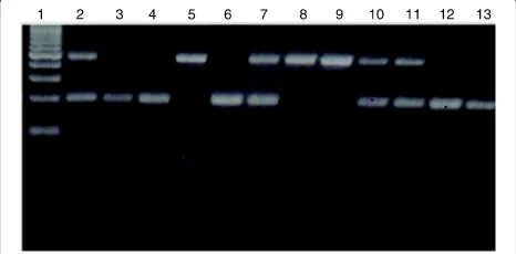 Fig. 4 Gel phenotype of the 2La/a and 2L+a/+a karyotypes in fieldcollected Anopheles gambiae (s.s.) from western Kenya, revealed by aPCR-based procedure adapted from White et al