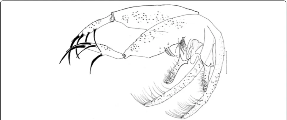 Figure 5 Evandromyia (Aldamyia) orcyi sp. nov. Holotype male: terminalia; (Bar = 100 μm).