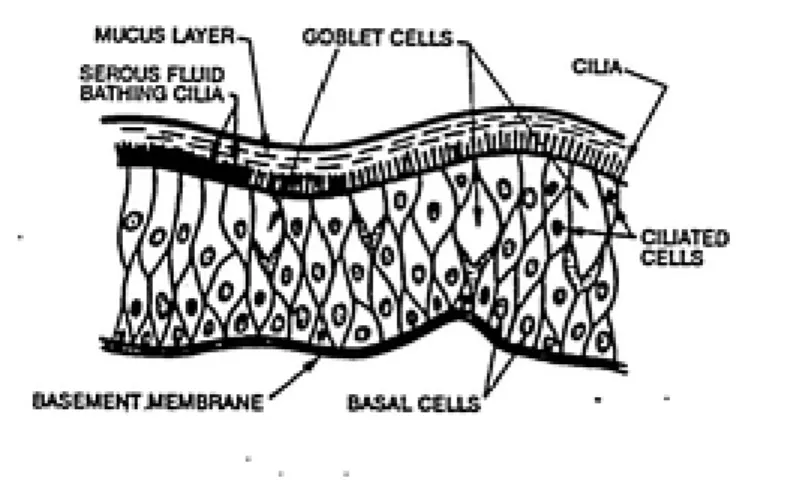 Figure 5.1: Epithelial Cell Layer o£ the Lung