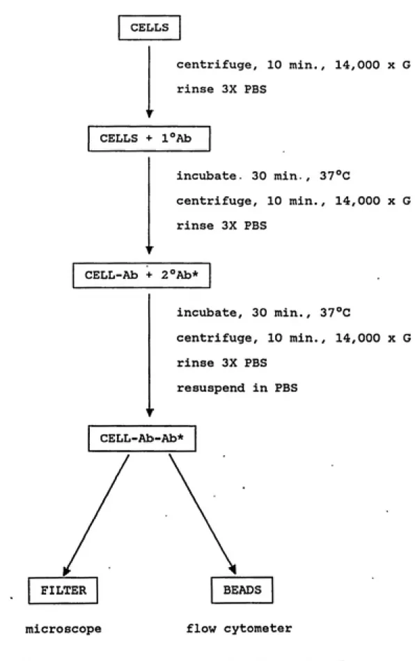 FIGURE 4. Indirect  Immunofluorescence Labeling Protocol