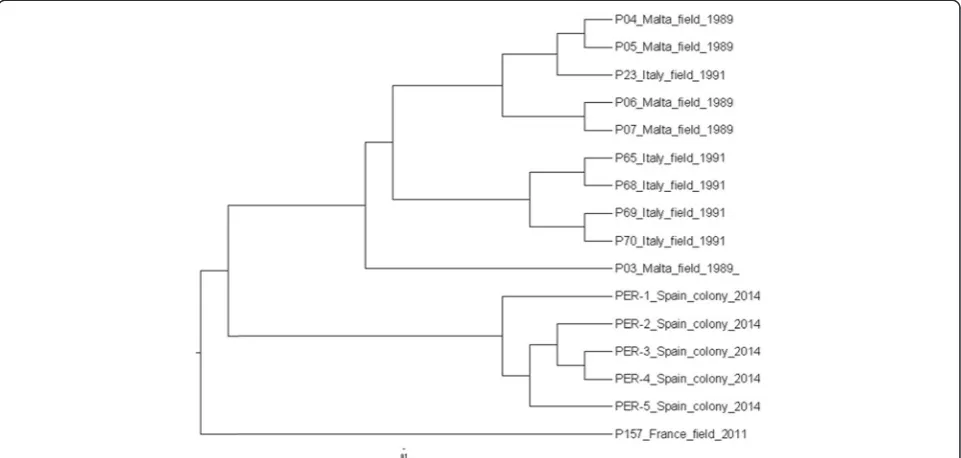 Fig. 2 Dendrogram of matrix-assisted laser desorption/ionization time of flight (MALDI-TOF) mass spectra (paired-group dice algorithm) of Phlebotomusperniciosus specimens from different groups (colony, geographical origin of field specimens; for conditions and time of storage, see Table 1)