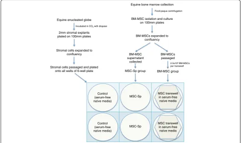 Fig. 1 Flow chart of the study design for harvesting and culturing of autologous bone marrow-derived mesenchymal stem cells (BM-MSCs), bonemarrow-derived mesenchymal stem cell supernatant (MSC-Sp) and equine corneal (stromal) cells