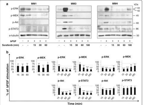 Fig. 6 Sorafenib suppresses intracellular signaling in bFGF-stimulated MPM TICs. a Western blot analysis using antibodies specific to thephosphorylated proteins in MM1, MM3, and MM4 cells treated with IC50 sorafenib and stimulated with 20 ng/ml bFGF for th