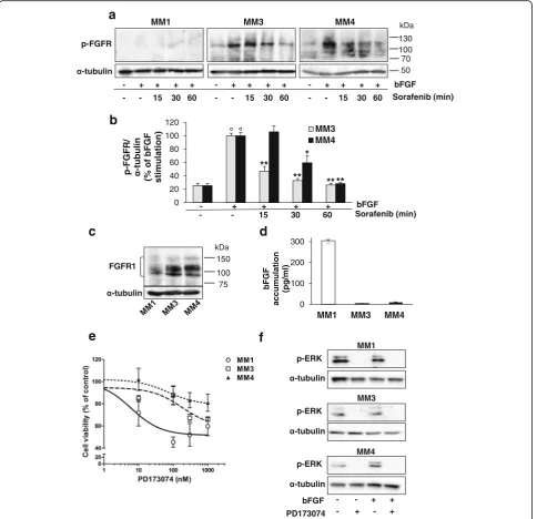 Fig. 7 Sorafenib impairs FGFR1 activation in MPM TICs.further 48 h and the effects analyzed by MTT assay