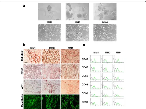 Fig. 1 Characterization of TIC cultures derived from human MPMs.conditions: a Morphology of MM1, MM3, and MM4 TICs maintained in stem cell-permissive upper panels, sphere-forming cells derived from xenografted tumors in mice and grown as nonadherent cluste