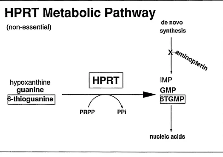 Fig 2.1.  The HPRT metabolic pathway. This diagram illustrates the two selection