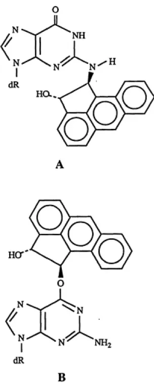 Fig. 5. Possible Structures of Aceanthrylene- Aceanthrylene-Deoxyguanosine Adducts. (modified from