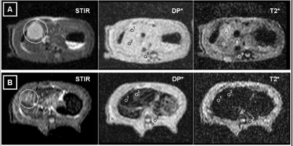 Figure 2 MRIs of two different animals. Axial STIR, DP*, and T2*-weighted sequences at the same slice position
