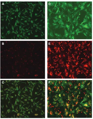 Figure 2 Uptake of nanoformulated crystalline antiretroviral drugs (nanoART) by human brain microvascular endothelial cells (HBMEC) following endothelial-mononuclear phagocyte cocultivation
