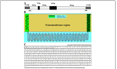 Fig. 1 The hypothetical transmembrane helix of BcMSA1 in the membrane using the SOSUI bioinformatic tool