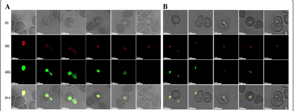 Fig. 3 SDS-PAGE and immunoblot analysis of recombinant and native BcMSA1 and BcSA1.dnormal canine erythrocyte lysate (lane 2) probed with anti-rBcMSA1 mouse serum;BcSA1 fused with GST (lane 1), recombinant BcSA1 fused without GST (lane 2) and GST (lane 3)